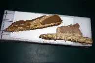 官方：詹姆斯末曾一心留队的简单介绍